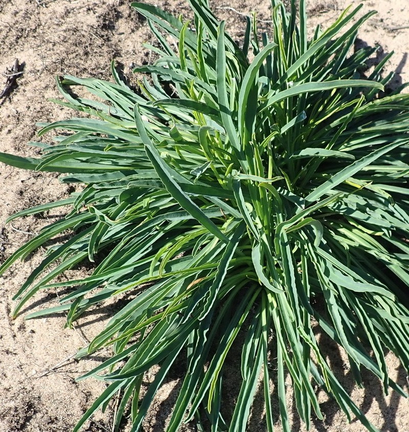 Euphorbia silenifolia