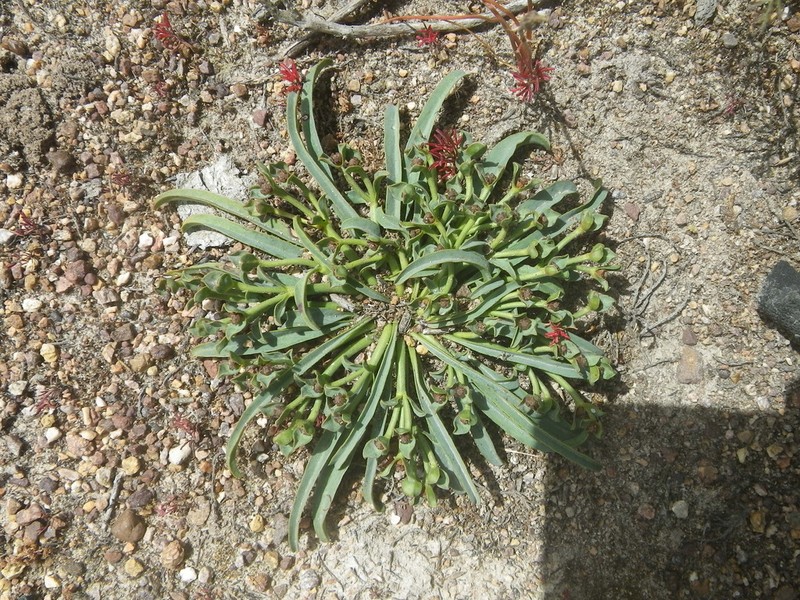 Euphorbia silenifolia photo 2