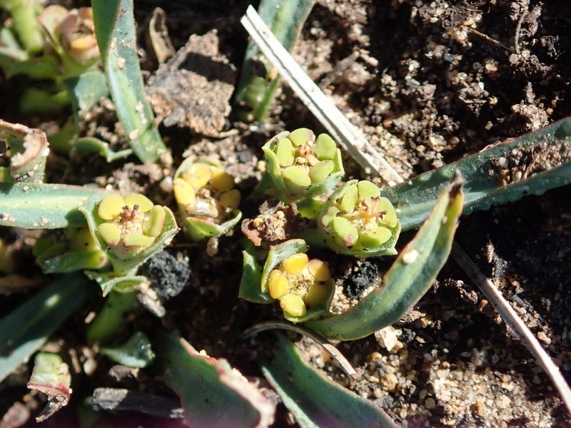 Euphorbia silenifolia photo 3