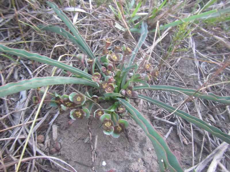 Euphorbia silenifolia photo 4