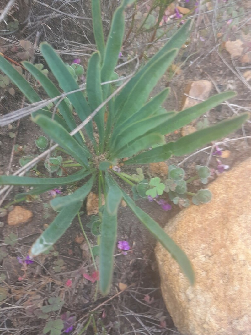 Euphorbia silenifolia photo 5