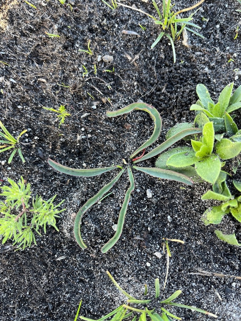 Euphorbia silenifolia photo 6