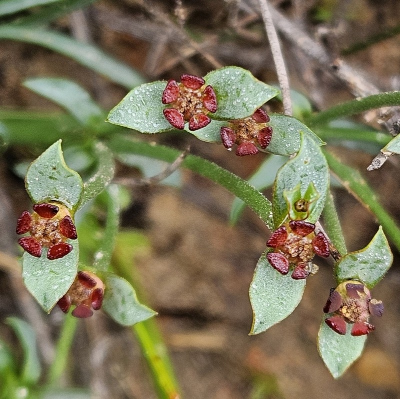 Euphorbia silenifolia photo 7