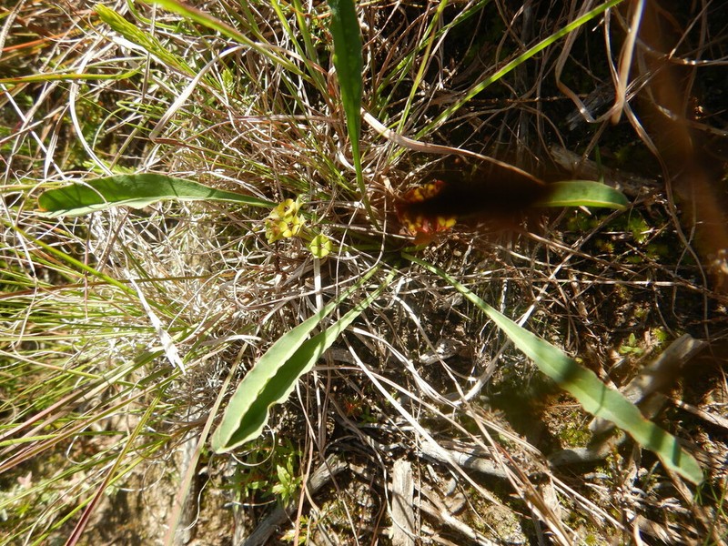 Euphorbia silenifolia photo 8