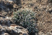 Euphorbia similiramea