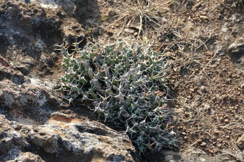 Euphorbia similiramea