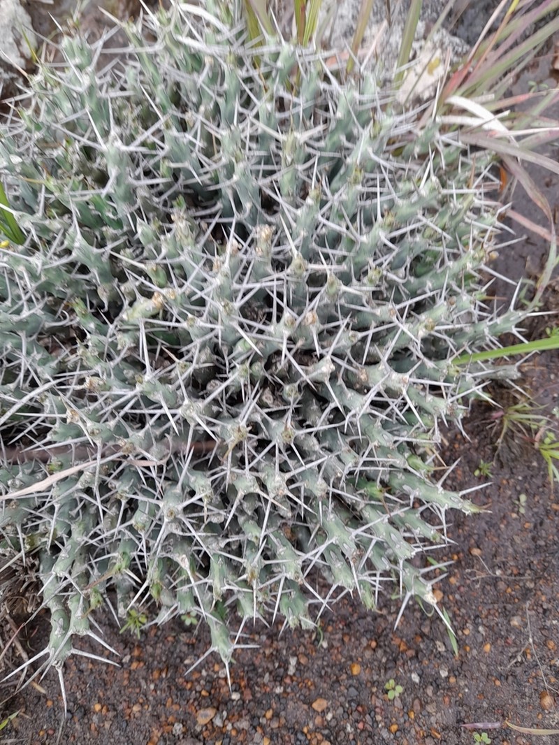 Euphorbia similiramea photo 2