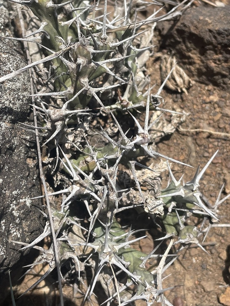 Euphorbia similiramea photo 3