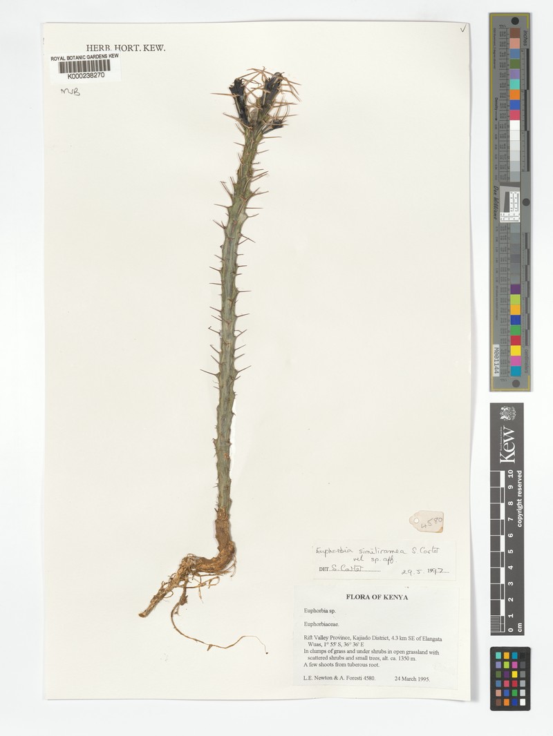 Euphorbia similiramea photo 5