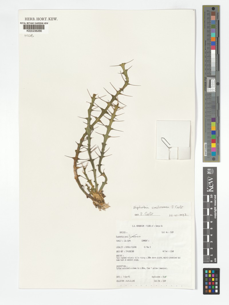 Euphorbia similiramea photo 6