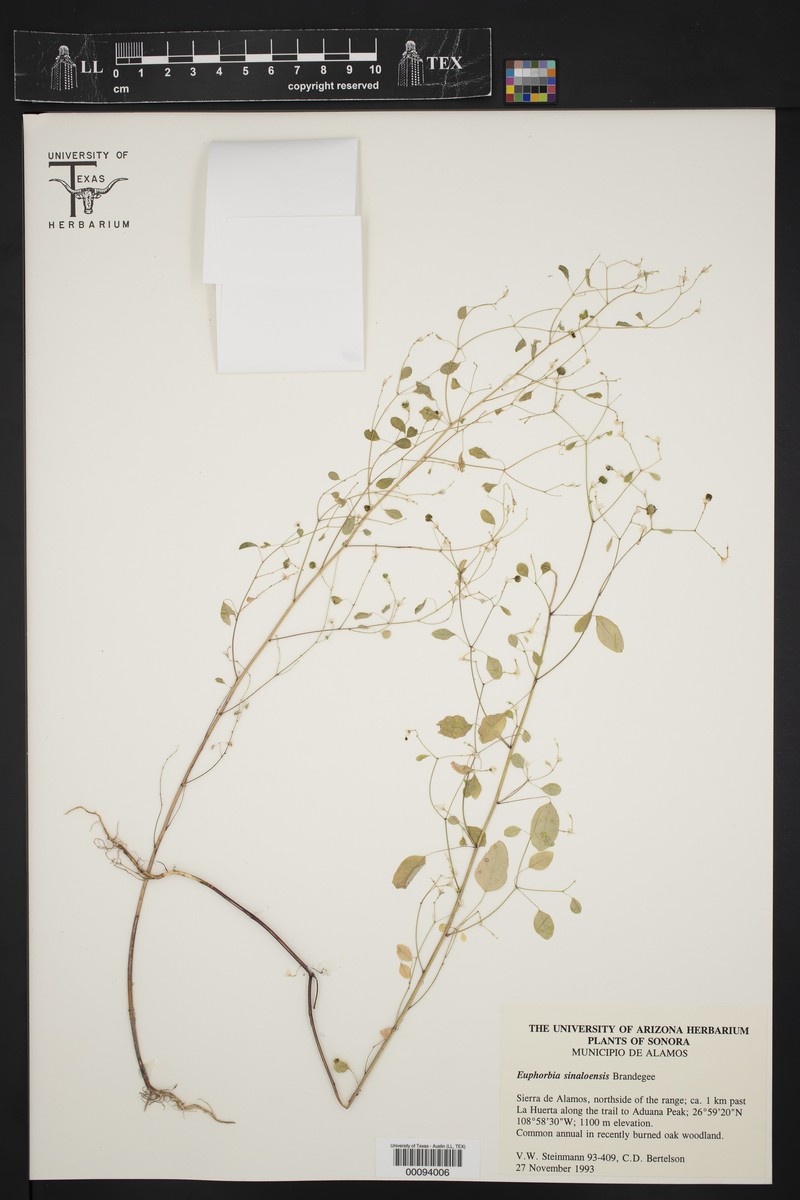 Euphorbia sinaloensis