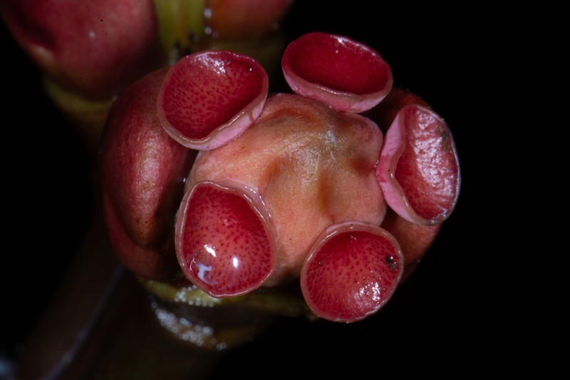 Euphorbia sinclairiana