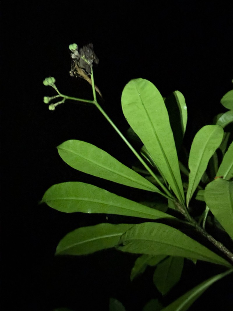 Euphorbia sinclairiana photo 2