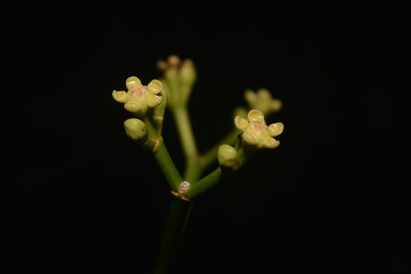 Euphorbia sinclairiana photo 3