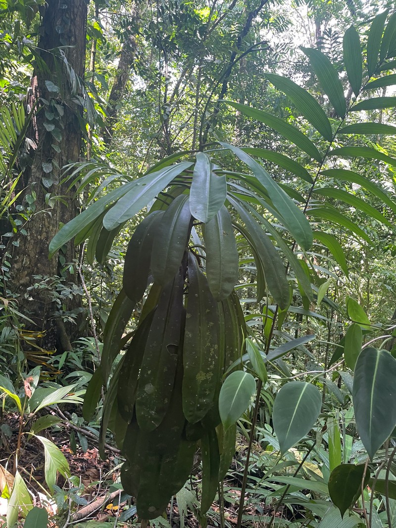 Euphorbia sinclairiana photo 4