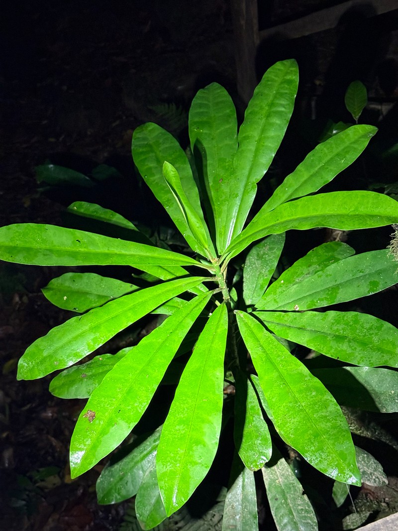 Euphorbia sinclairiana photo 8