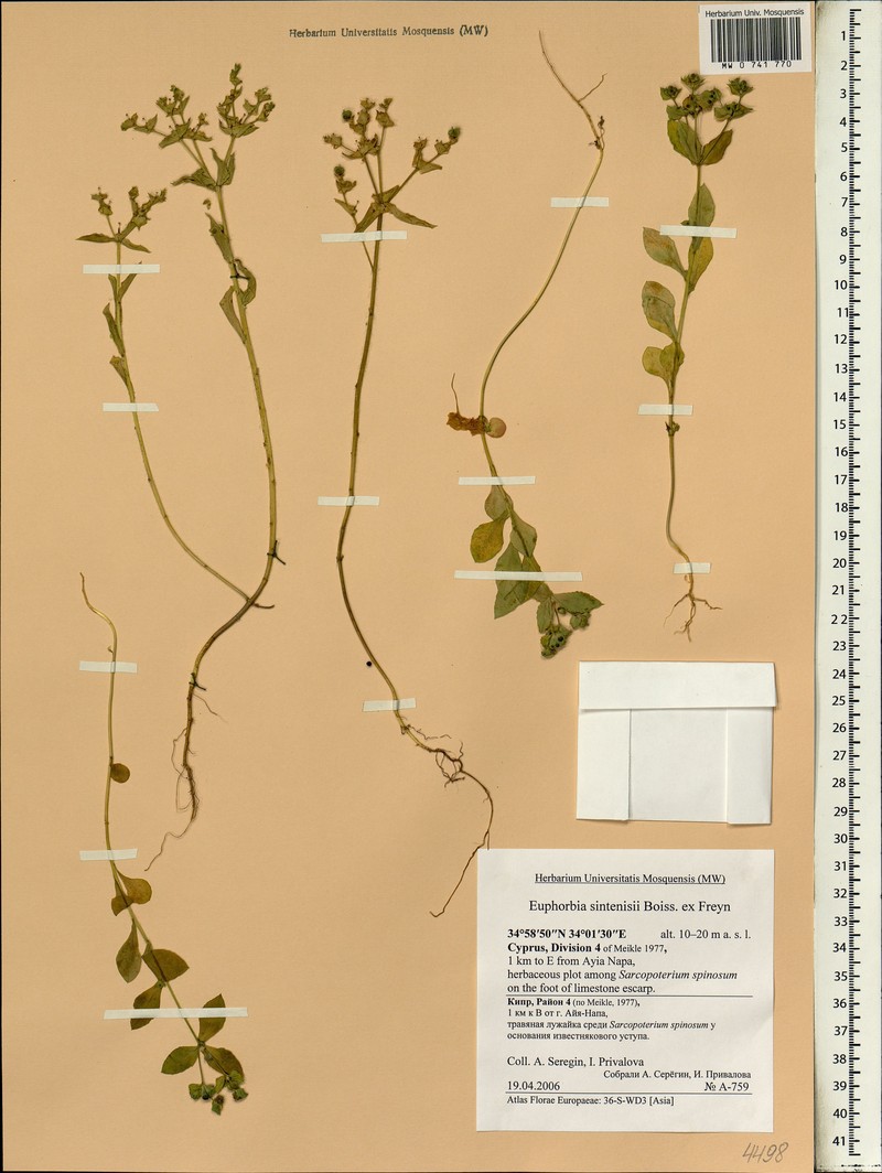 Euphorbia sintenisii
