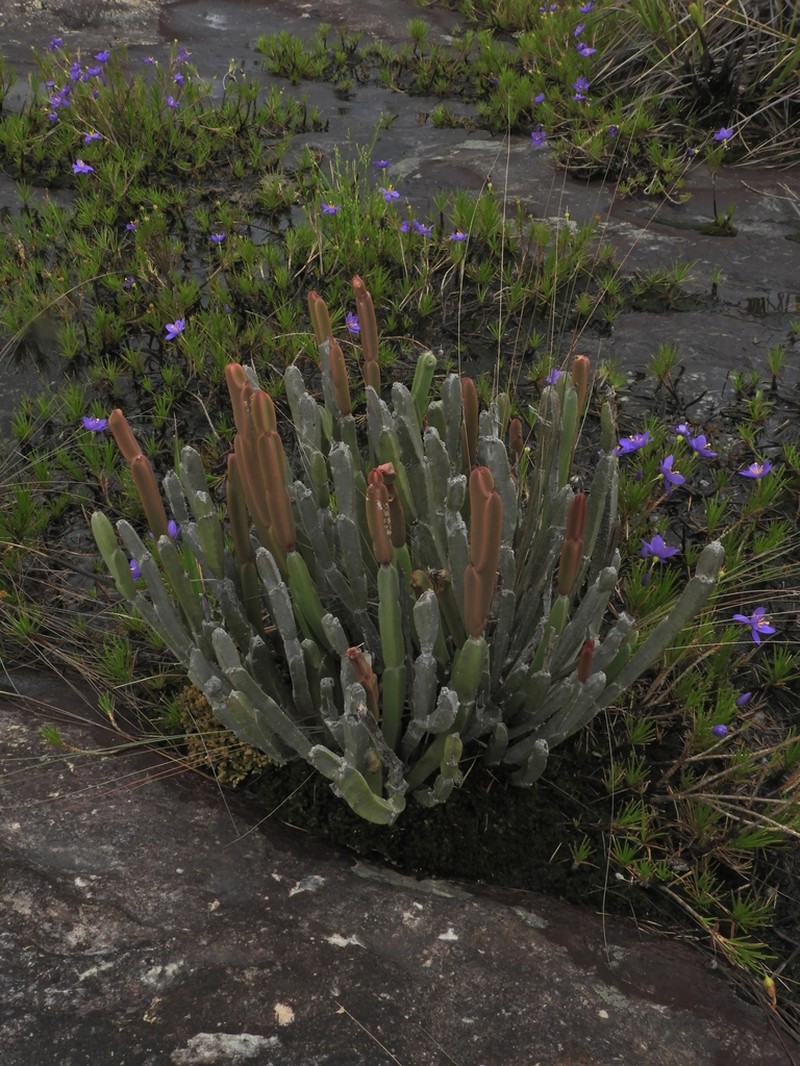 Euphorbia sipolisii