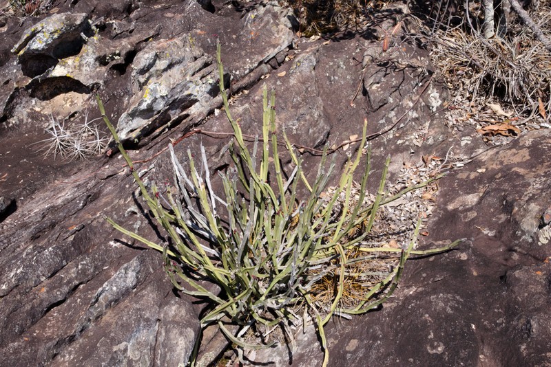 Euphorbia sipolisii photo 2