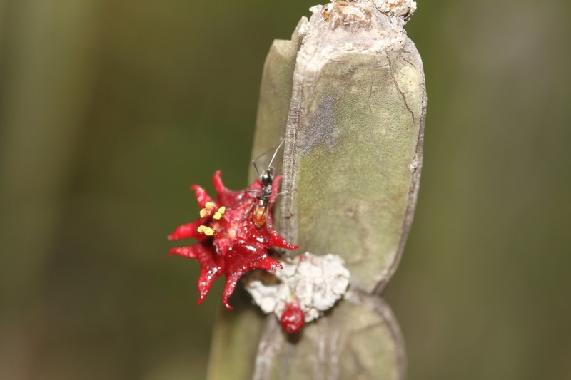 Euphorbia sipolisii photo 4