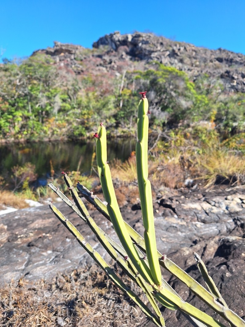 Euphorbia sipolisii photo 5