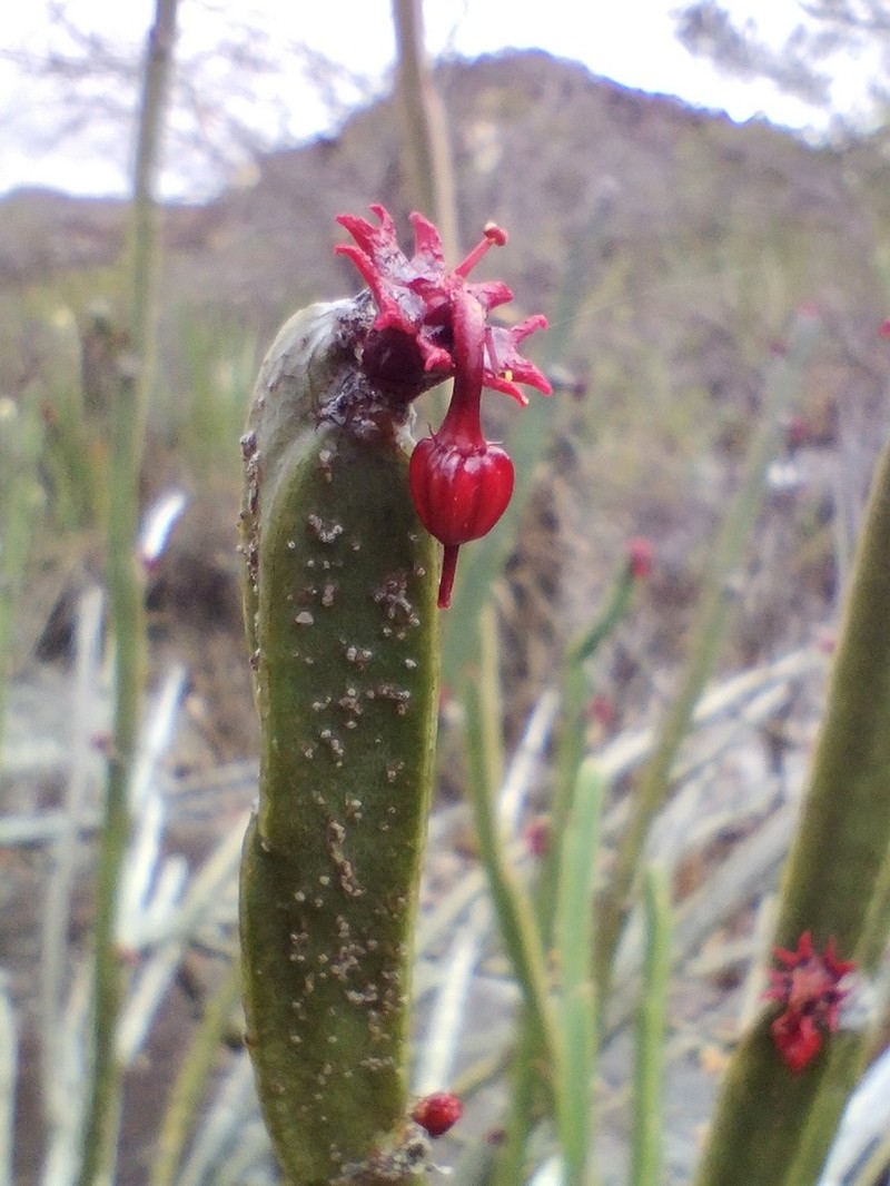 Euphorbia sipolisii photo 6
