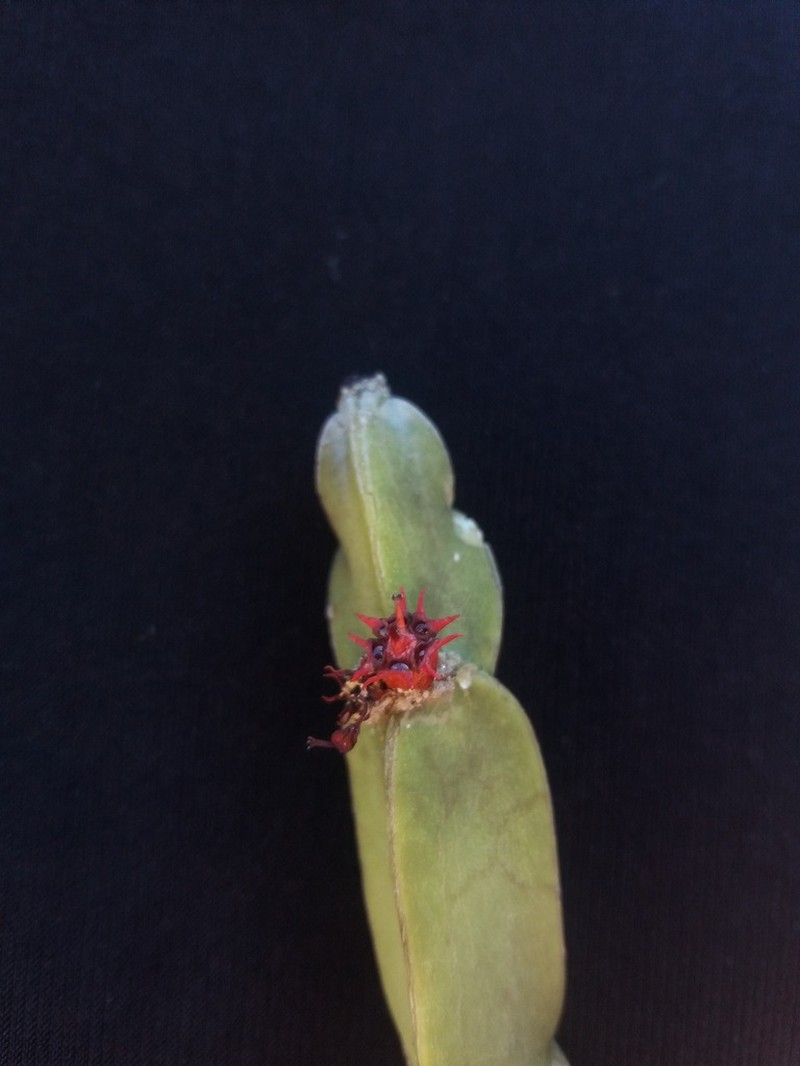 Euphorbia sipolisii photo 7