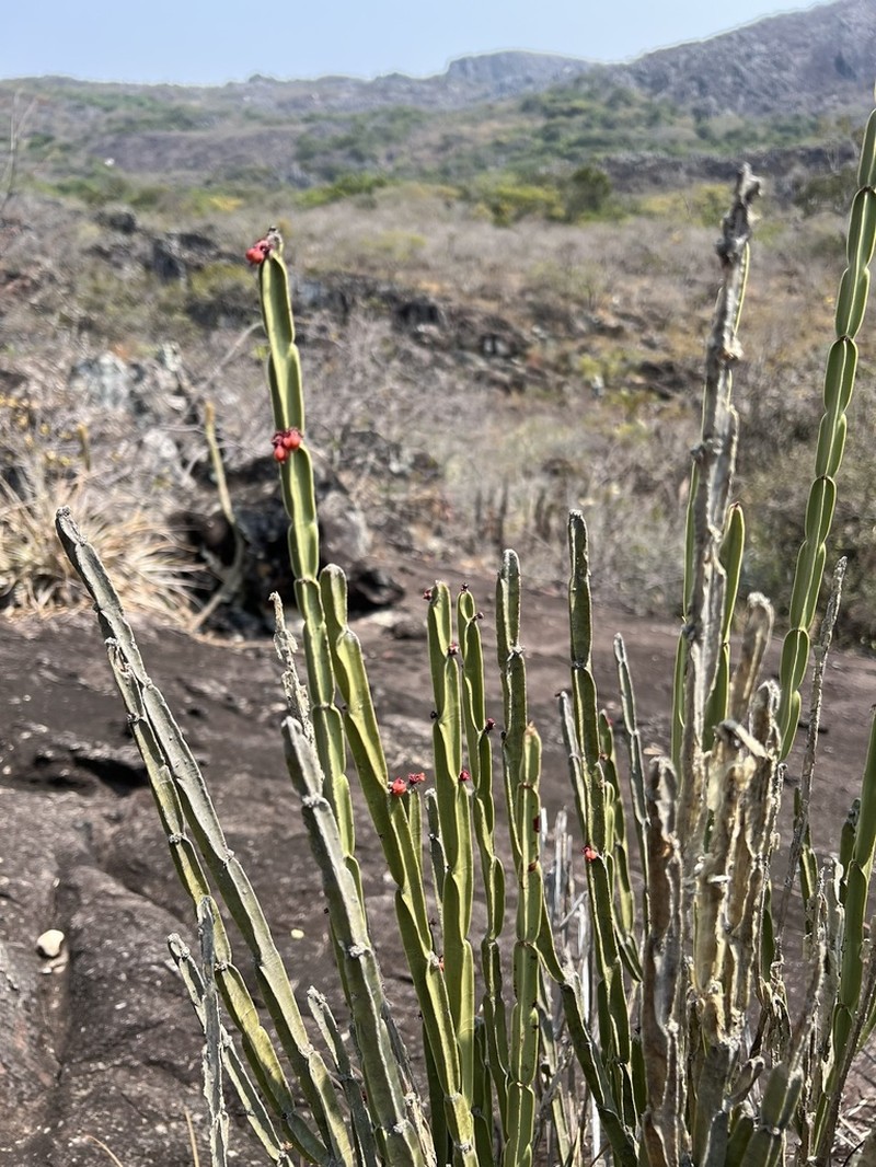 Euphorbia sipolisii photo 8