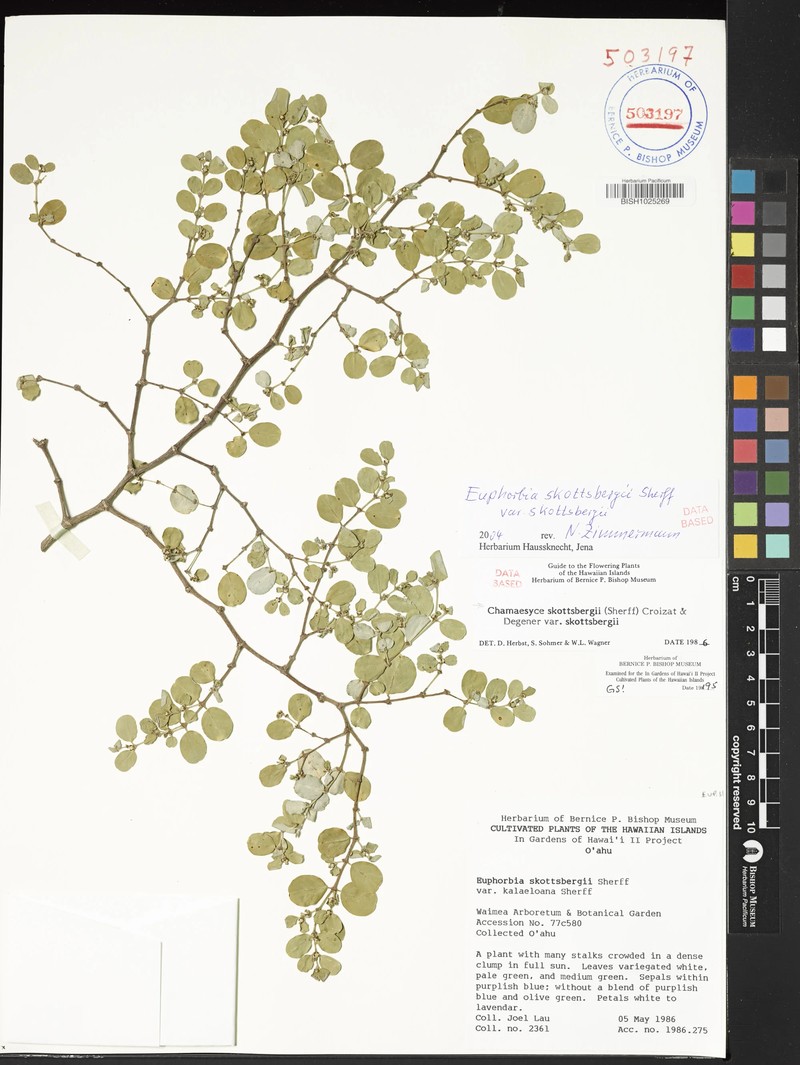Euphorbia skottsbergii var. skottsbergii
