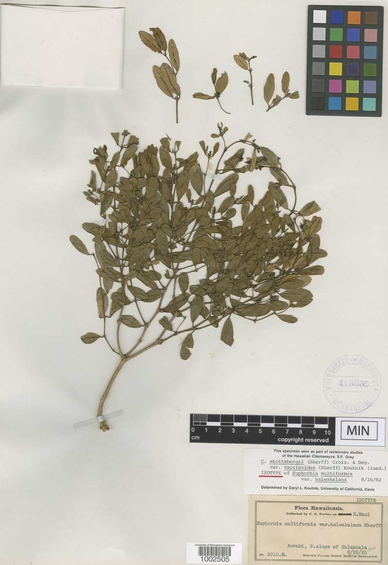 Euphorbia skottsbergii var. vaccinioides