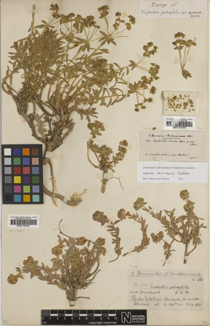 Euphorbia smirnovii