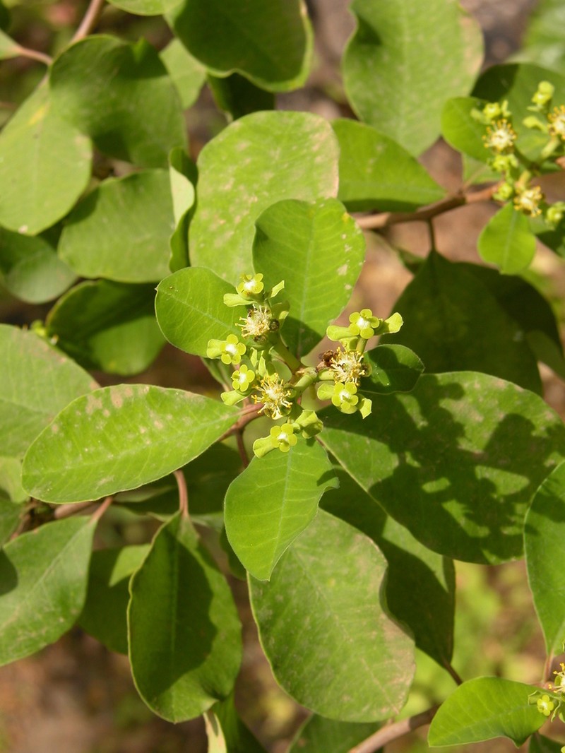 Euphorbia smithii