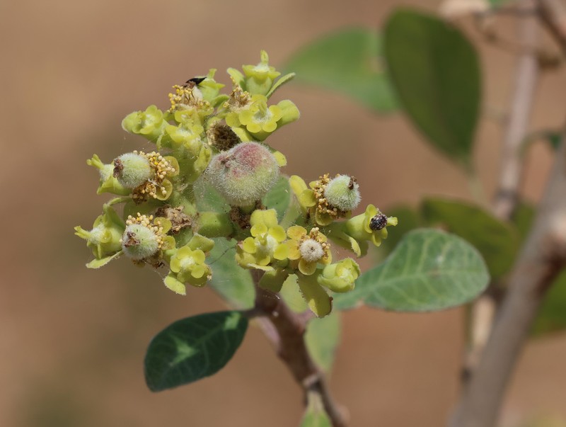 Euphorbia smithii photo 2