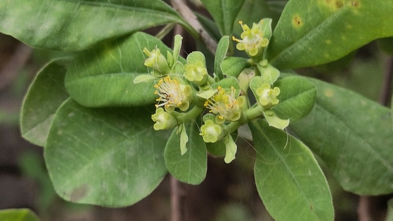 Euphorbia smithii photo 3