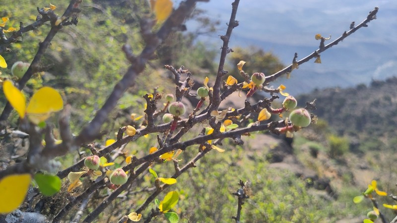 Euphorbia smithii photo 4