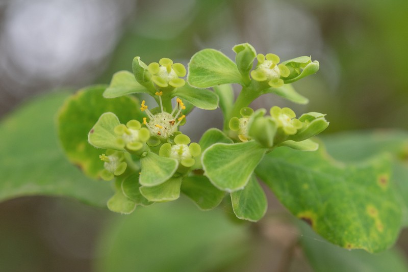 Euphorbia smithii photo 5