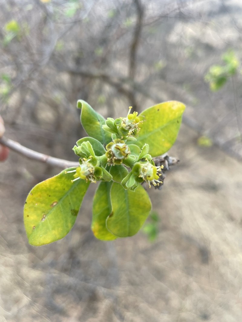 Euphorbia smithii photo 7