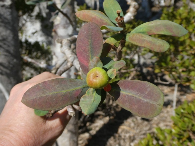 Euphorbia socotrana photo 4