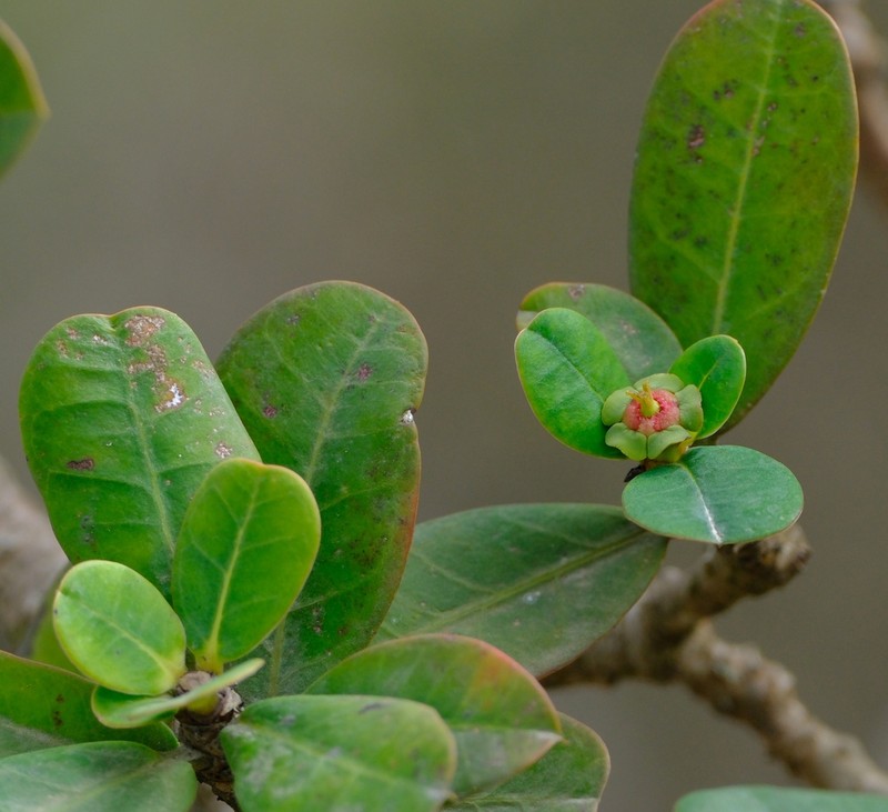 Euphorbia socotrana photo 7