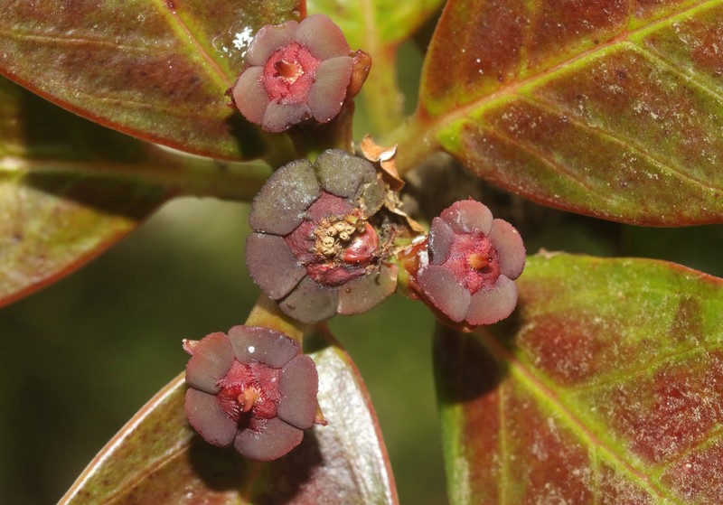 Euphorbia socotrana subsp. purpurea
