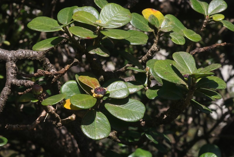 Euphorbia socotrana subsp. purpurea photo 4