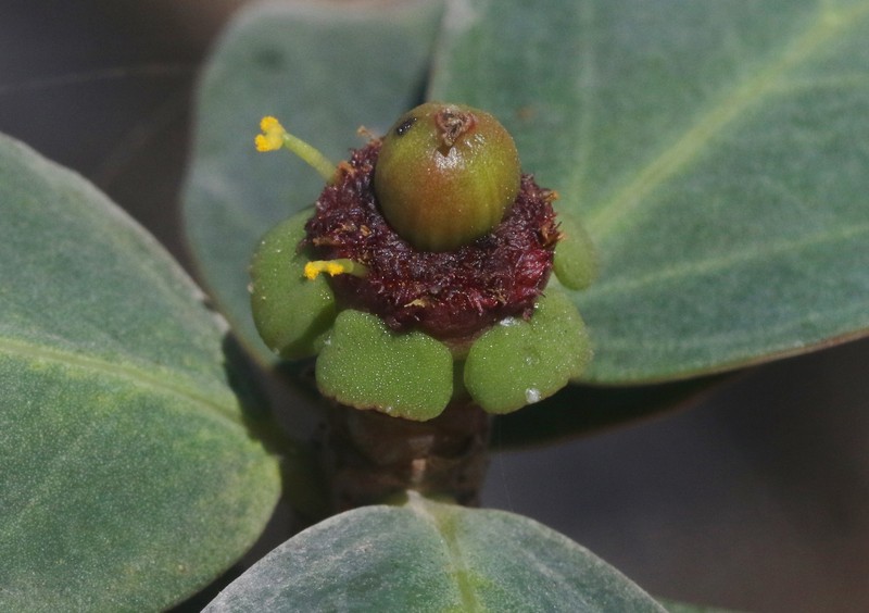 Euphorbia socotrana subsp. socotrana