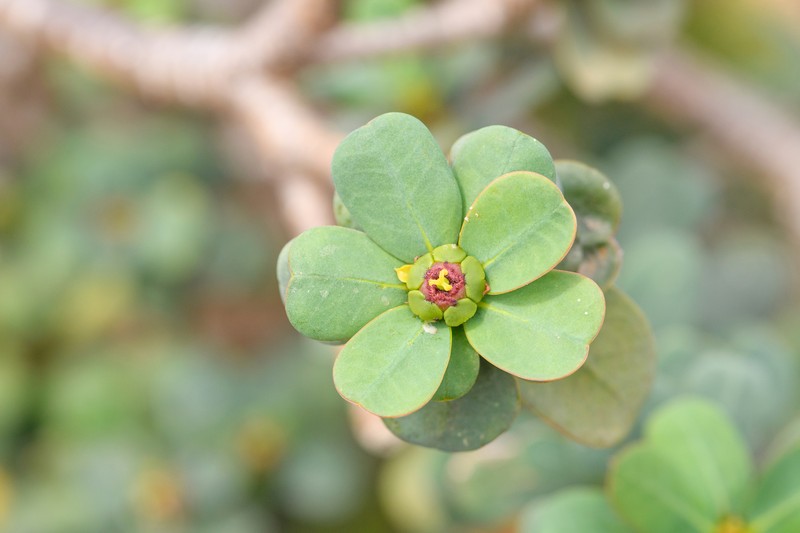 Euphorbia socotrana subsp. socotrana photo 2