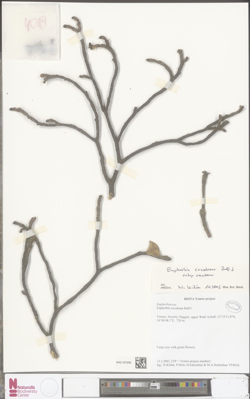 Euphorbia socotrana subsp. socotrana photo 3