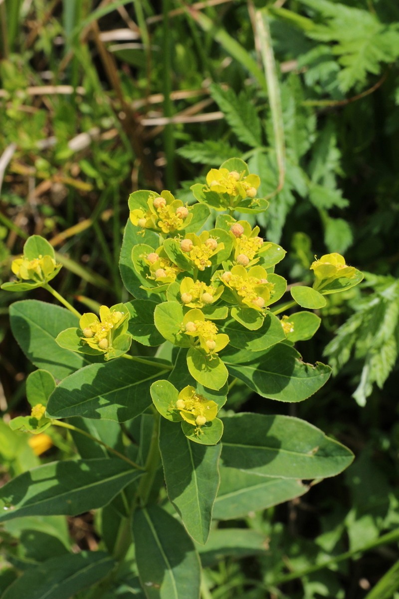 Euphorbia sojakii photo 2