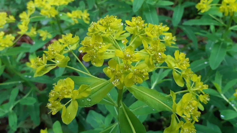 Euphorbia sojakii photo 4