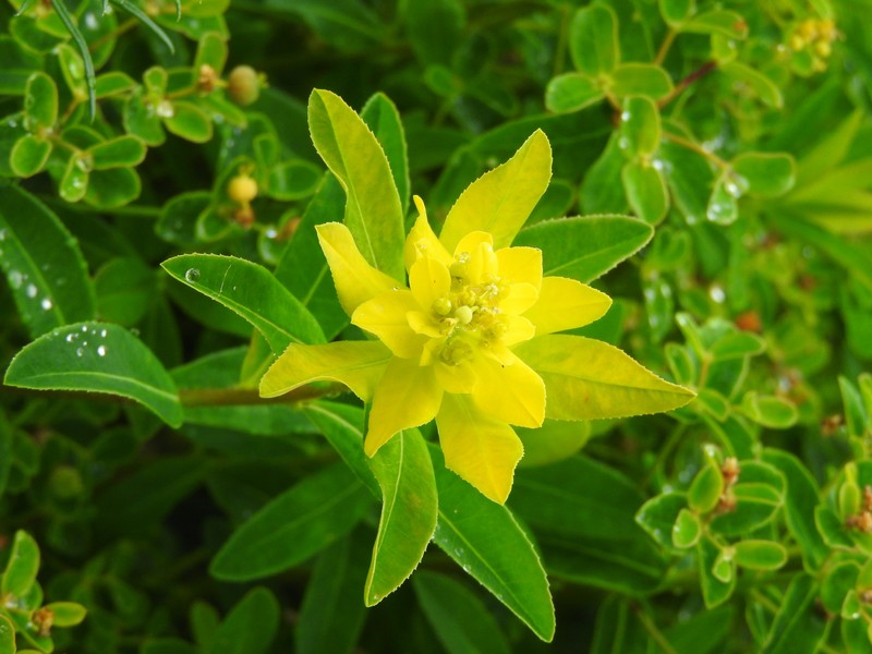 Euphorbia sojakii photo 5