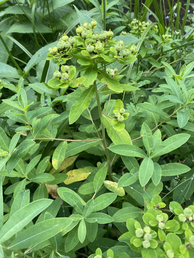 Euphorbia sojakii photo 6