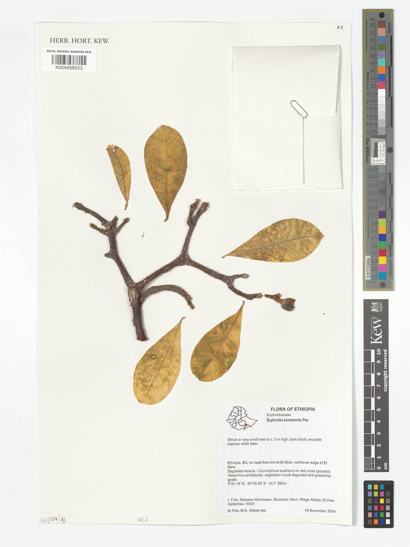 Euphorbia somalensis