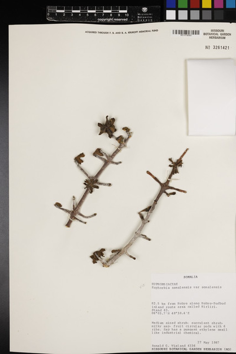 Euphorbia somalensis photo 3